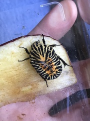 Gymnetis stellata