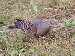 Streptopelia orientalis