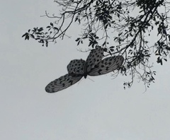 Idea hypermnestra linteata