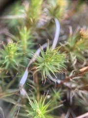 Polytrichum commune