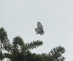 Idea hypermnestra linteata