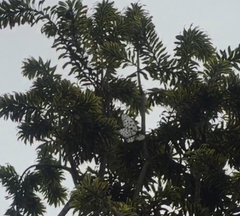 Idea hypermnestra linteata