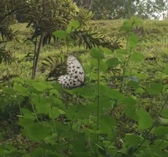 Idea hypermnestra linteata