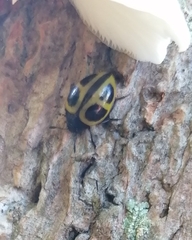 Aegithus quadrinotatus