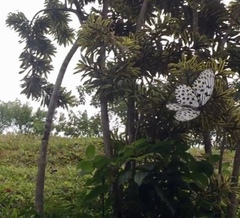 Idea hypermnestra linteata