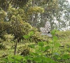 Idea hypermnestra linteata