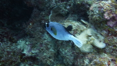 Arothron nigropunctatus