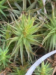 Polytrichum commune