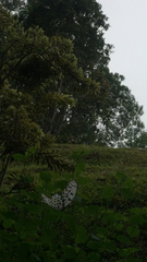 Idea hypermnestra linteata