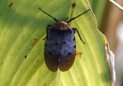 Penthicodes atomaria