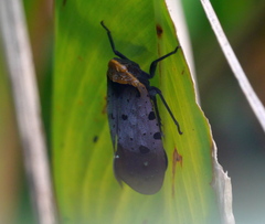 Penthicodes atomaria