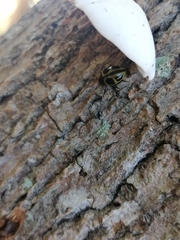 Aegithus quadrinotatus