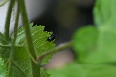 Attelabidae