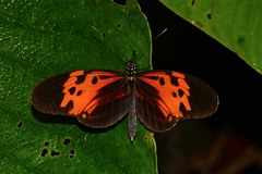 Heliconius numata