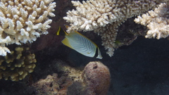 Chaetodon trifascialis