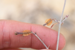 Acleisanthes angustifolia