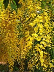 Cassia fistula