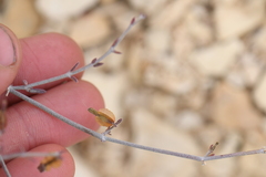 Acleisanthes angustifolia