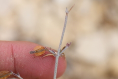 Acleisanthes angustifolia