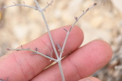 Acleisanthes angustifolia