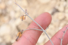 Acleisanthes angustifolia