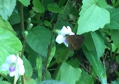 Iambrix salsala salsala