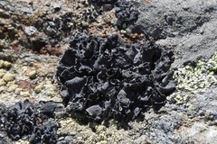 Umbilicaria cylindrica