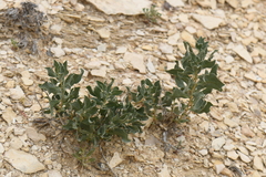 Xylorhiza wrightii