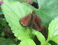 Iambrix salsala salsala