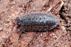 Porcellio monticola
