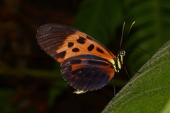 Heliconius numata