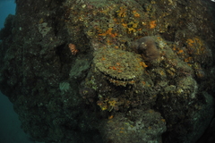 Pinctada mazatlanica