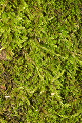 Rhynchostegium confertum