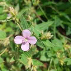 Pterolepis glomerata