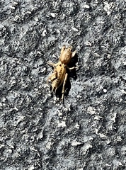 Neoscapteriscus vicinus