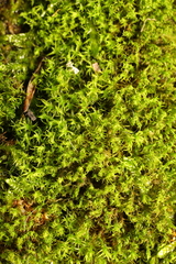 Didymodon