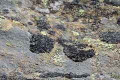 Umbilicaria cylindrica