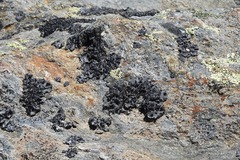 Umbilicaria cylindrica