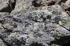 Umbilicaria cylindrica