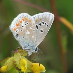 Polyommatus dorylas