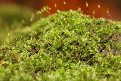 Rhynchostegium confertum