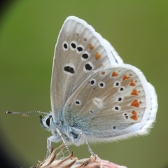 Polyommatus dorylas