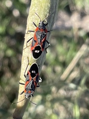 Lygaeus kalmii kalmii