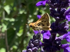 Hylephila fasciolata
