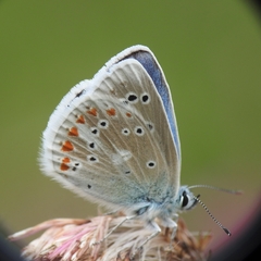 Polyommatus dorylas