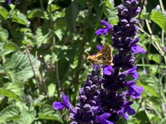 Hylephila fasciolata