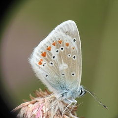 Polyommatus dorylas