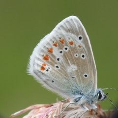 Polyommatus dorylas