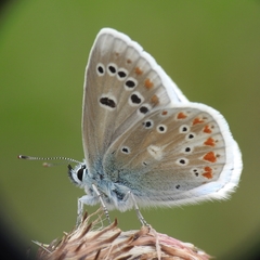 Polyommatus dorylas