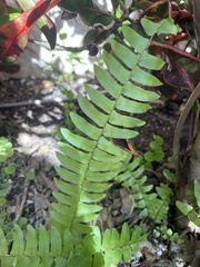 Nephrolepis exaltata